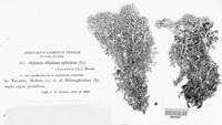 Cladonia portentosa image